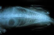 Veterinary x-ray equipment